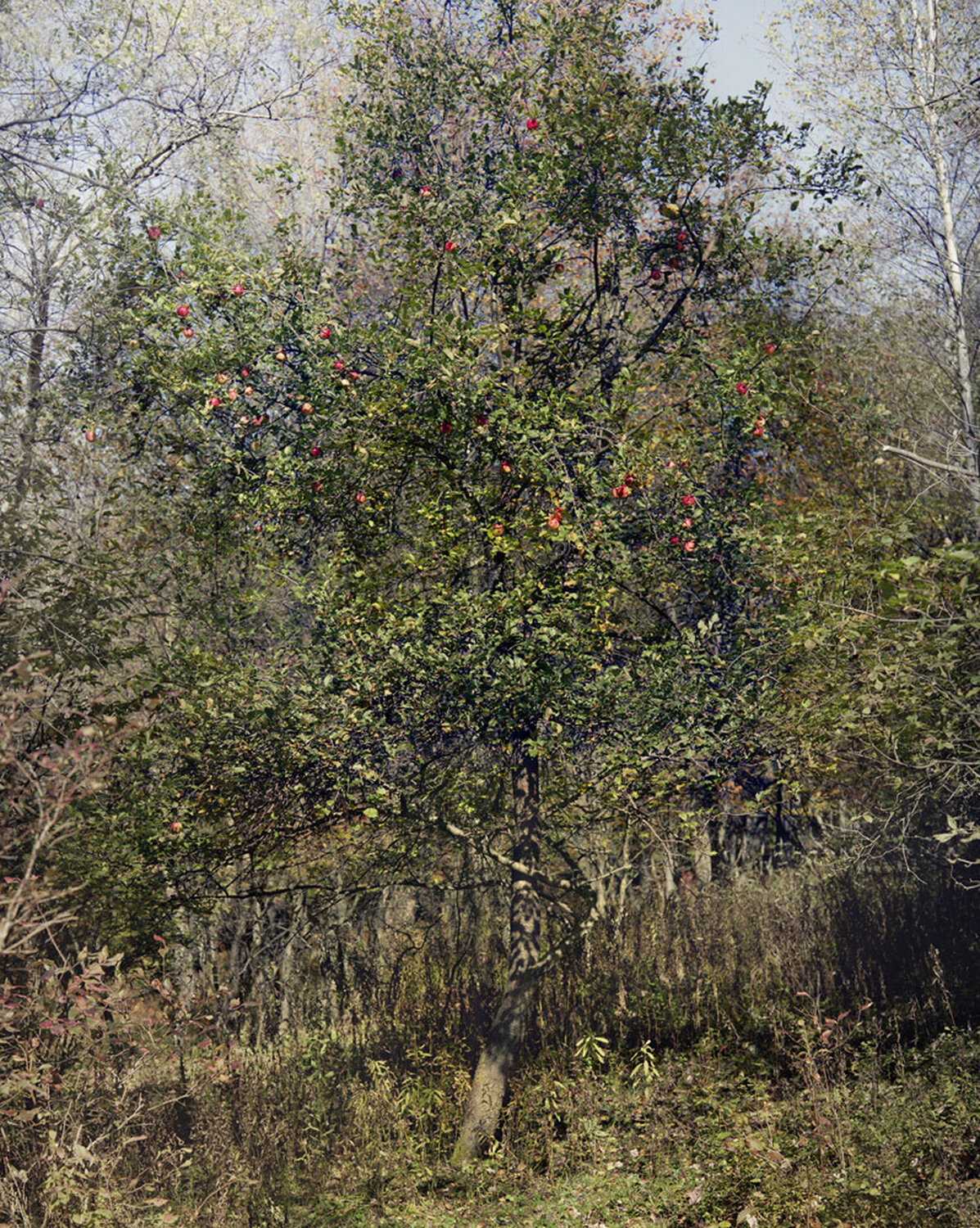 Upstate Philip-Lorca diCorcia Fotografia in vendita