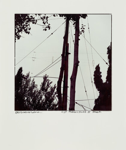 Study for Chinese Summerhall - Wires & Tree van Robert Rauschenberg, Fotografie te koop op Singulart