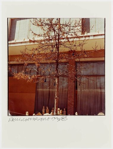 Study for Chinese Summerhall - Tree & Bulbs van Robert Rauschenberg, Fotografie te koop op Singulart