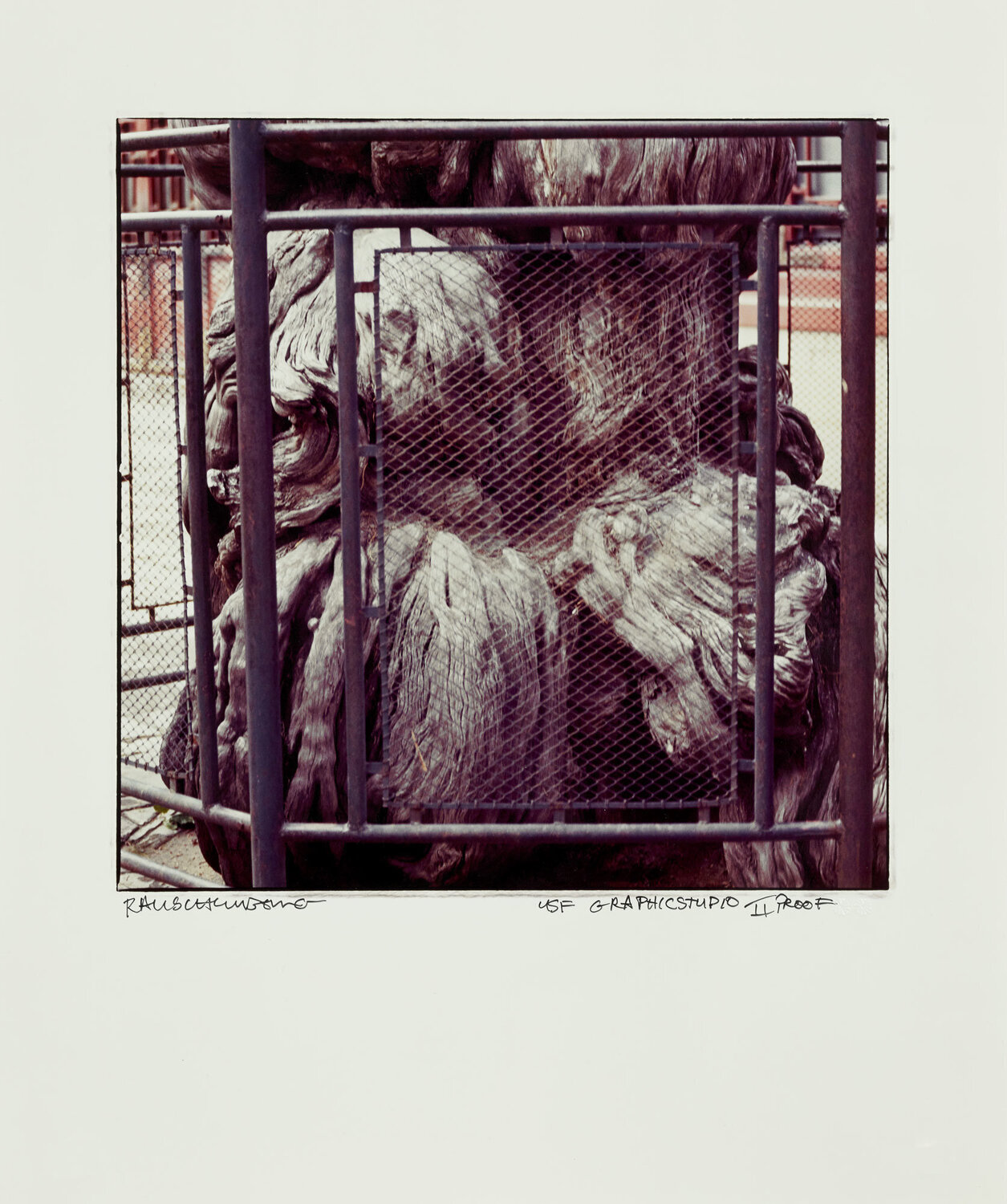 Study for Chinese Summerhall - Fenced Tree Robert Rauschenberg Fotografia in vendita