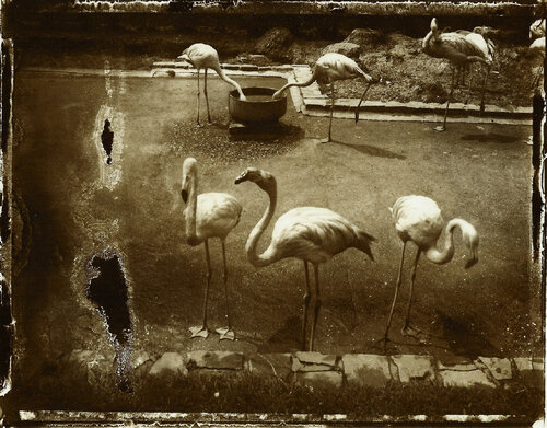 Les Loiseaux d’Anvers by Sarah Moon, Photography for Sale on Singulart
