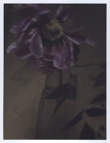 L'autre pivoine by Sarah Moon, Photography for Sale on Singulart