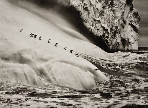 Chinstrap Penguins (Pygoscelis Antartica) on an iceberg located between Zavodovski and Visokoi Islands, South Sandwich Islands by Sebastião Salgado, Painting for Sale on Singulart