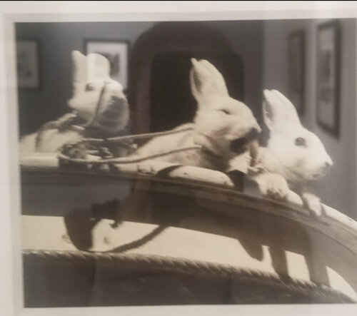Untitled, n.d, 3 Rabbits Rare Lifetime Print van Vivian Maier, Fotografie te koop op Singulart