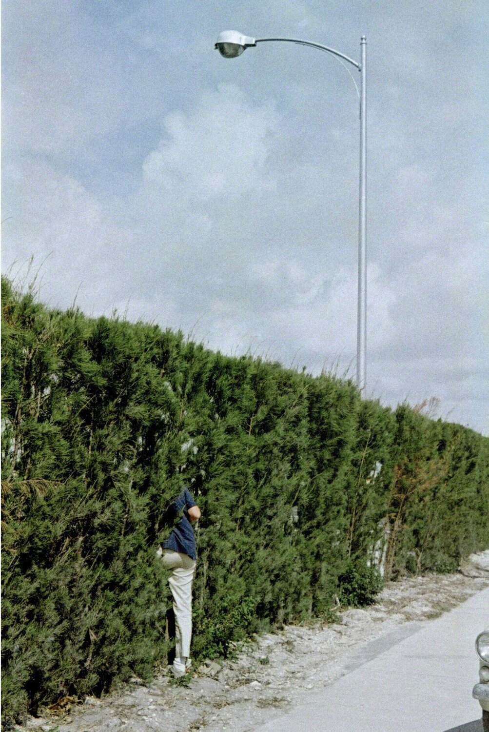 Man in bush (VM19XXZ06928-20-MC ) Vivian Maier Fotografie zu verkaufen