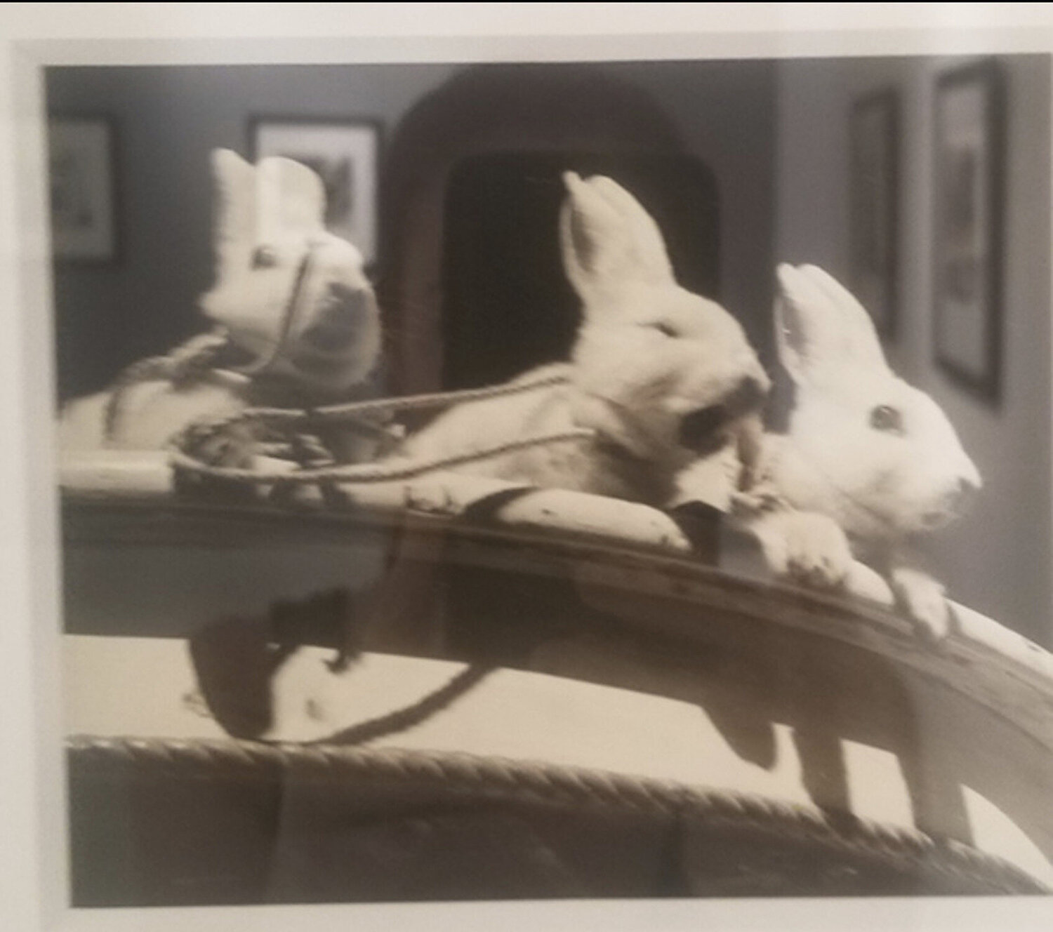 Untitled, n.d, 3 Rabbits Rare Lifetime Print Vivian Maier Fotografie zu verkaufen