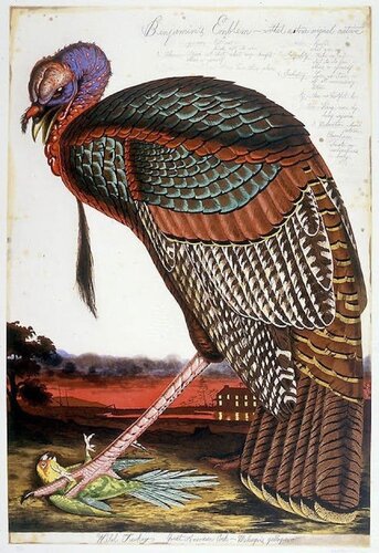 Benjamin's Emblem by Walton Ford, Print for Sale on Singulart