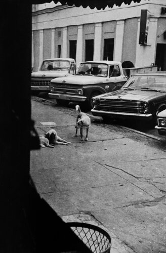 Untitled (dogs and cars) van William Eggleston, Fotografie te koop op Singulart