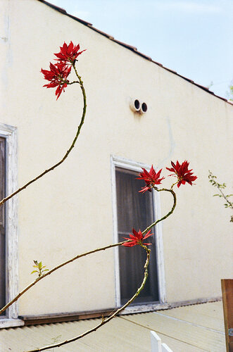 Untitled van William Eggleston, Fotografie te koop op Singulart