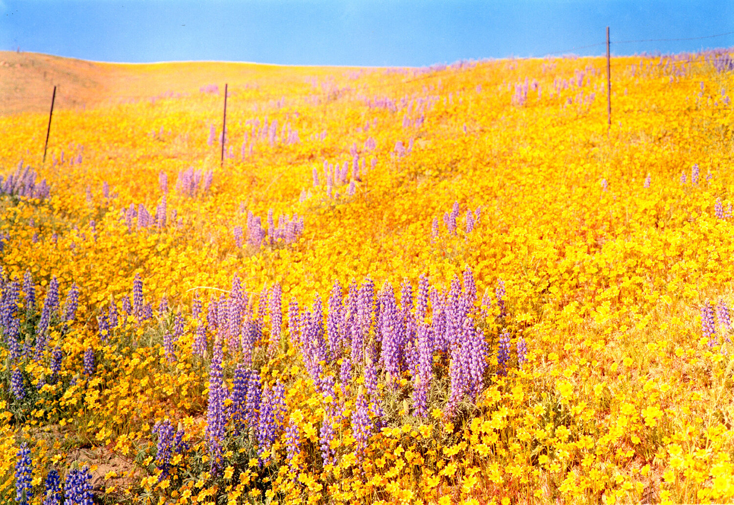 Untitled William Eggleston Fotografia in vendita