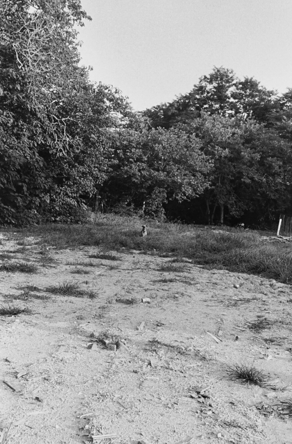 Untitled (dog in field) William Eggleston Fotografia in vendita