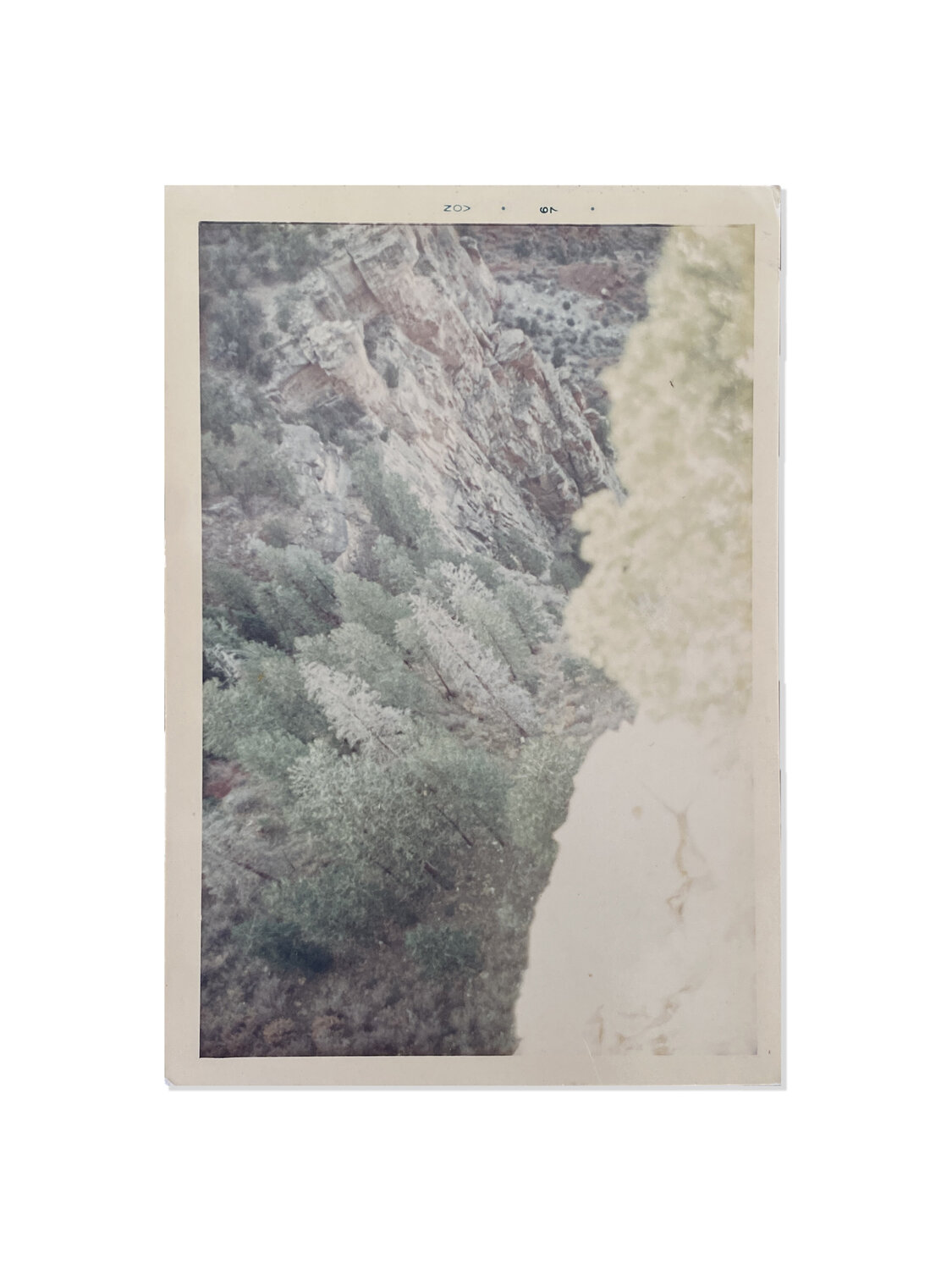 Untitled (Gully from Above with Pines) William Eggleston Fotografia in vendita