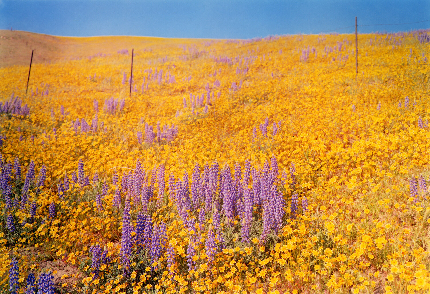 Yellow Flowers, Hillside, California William Eggleston Fotografie zu verkaufen