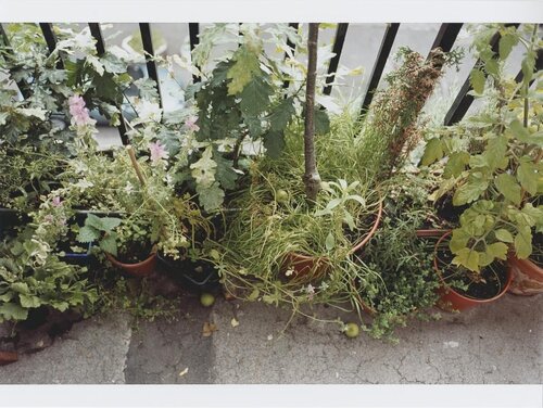 Plant life van Wolfgang Tillmans, Fotografie te koop op Singulart