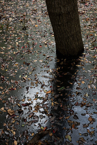 Sunken Forest van Wolfgang Tillmans, Fotografie te koop op Singulart