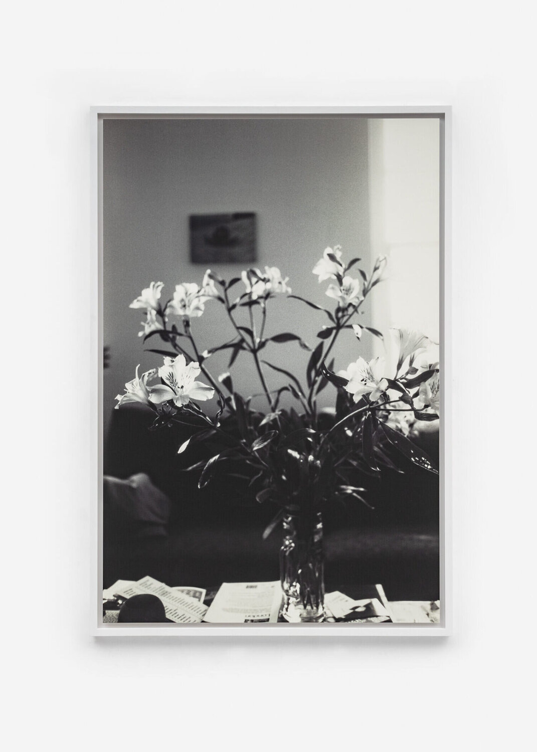 Alstroemeria Wolfgang Tillmans