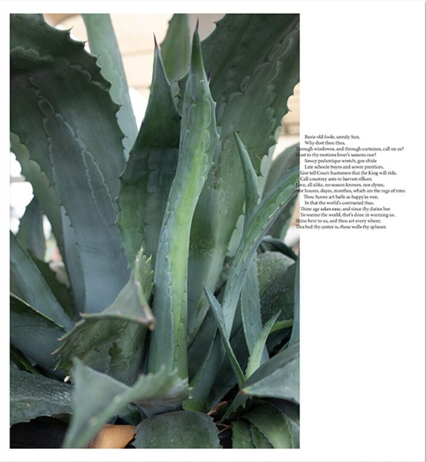 John Donne / Agave, Berlin Collage Wolfgang Tillmans
