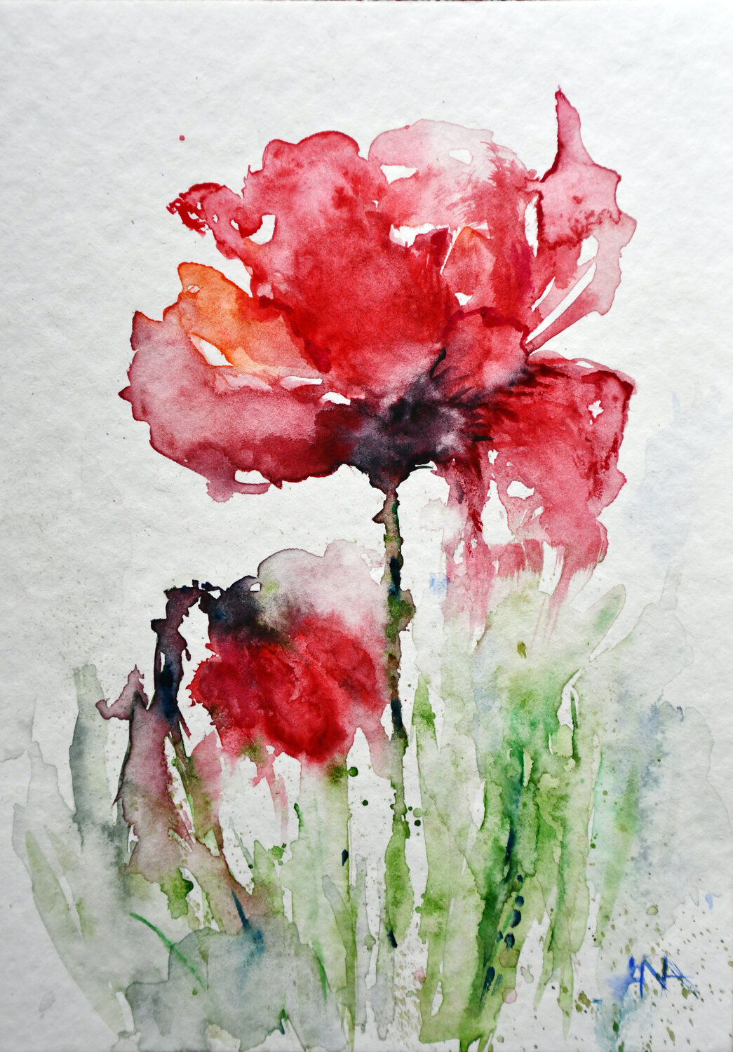 Wild Poppy Dance Ana Smarż