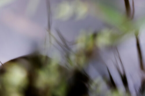 POND I (L) Sandra Stamm