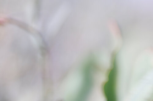 BLOSSOM I (M) van Sandra Stamm, Fotografie te koop op Singulart