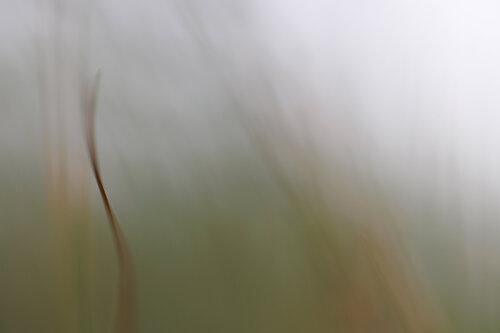 ARIYA 02 (M) von Sandra Stamm, Fotografie kaufen auf Singulart