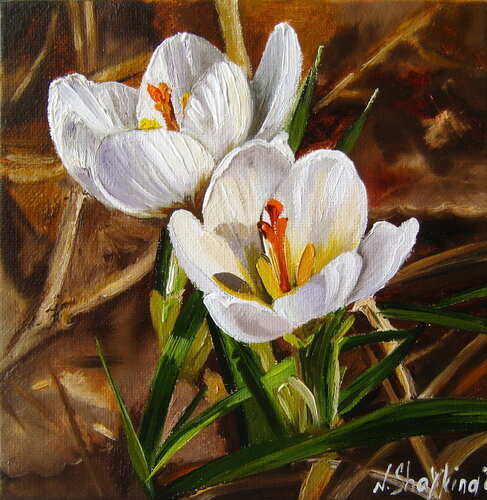 White Crocuses von Nataliia Shaikina, Malerei kaufen auf Singulart