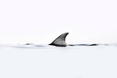 Dolphin Fin Enric Gener