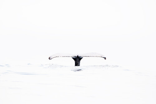 Whale Tale Enric Gener