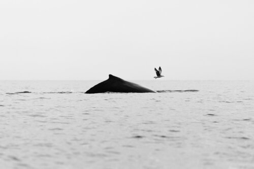 Humpback whale and Seagull von Enric Gener, Fotografie kaufen auf Singulart