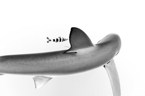 Blue Shark with Pilot Fish Enric Gener