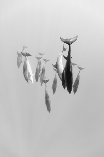 Freedive with Dolphins par Enric Gener, Photographie en vente sur Singulart