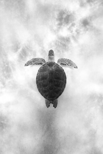 Sea Turtle by Enric Gener, Photography for Sale on Singulart