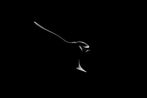 Manta Ray Enric Gener