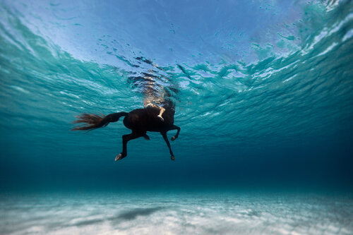 Swimming with horses von Enric Gener, Fotografie kaufen auf Singulart