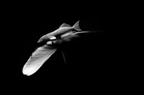 Manta Ray with Remora par Enric Gener, Photographie en vente sur Singulart