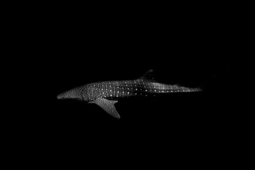 Whale Shark Enric Gener