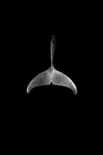 Dolphin Tale van Enric Gener, Fotografie te koop op Singulart