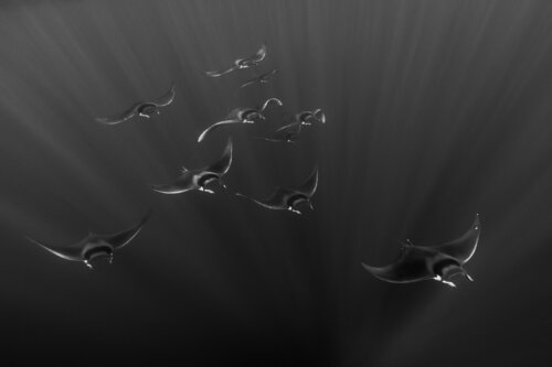 Mobulas flying von Enric Gener, Fotografie kaufen auf Singulart
