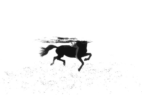 Swimming with horses Enric Gener