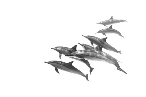 Dolphin Fin von Enric Gener, Fotografie kaufen auf Singulart