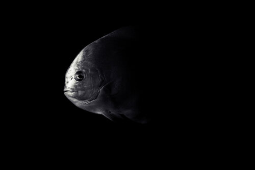 Swimming with horses par Enric Gener, Photographie en vente sur Singulart