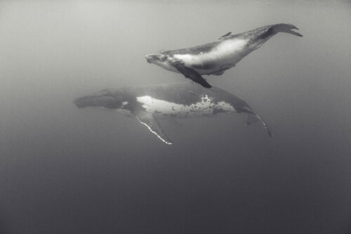 Swimming with horses von Enric Gener, Fotografie kaufen auf Singulart