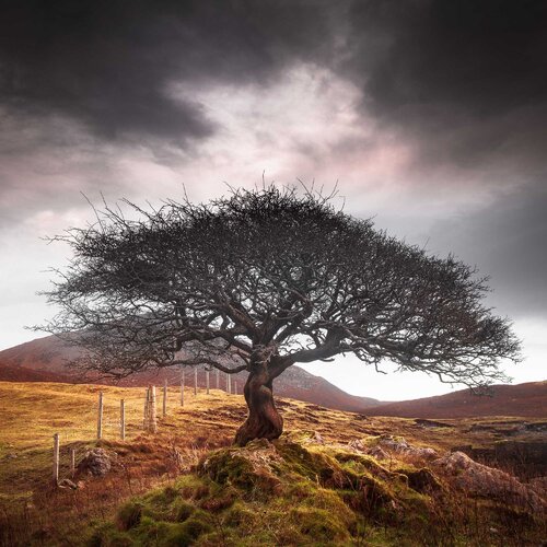The One Tree, Isle of Skye by Lynne Douglas, 사진 for Sale on Singulart