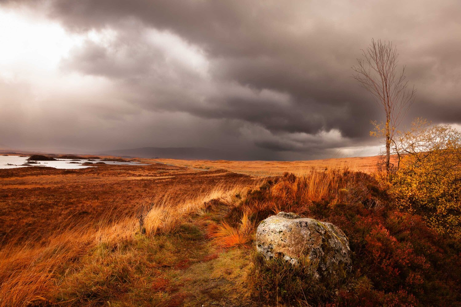 Burnished Horizon, Scotland Lynne Douglas
