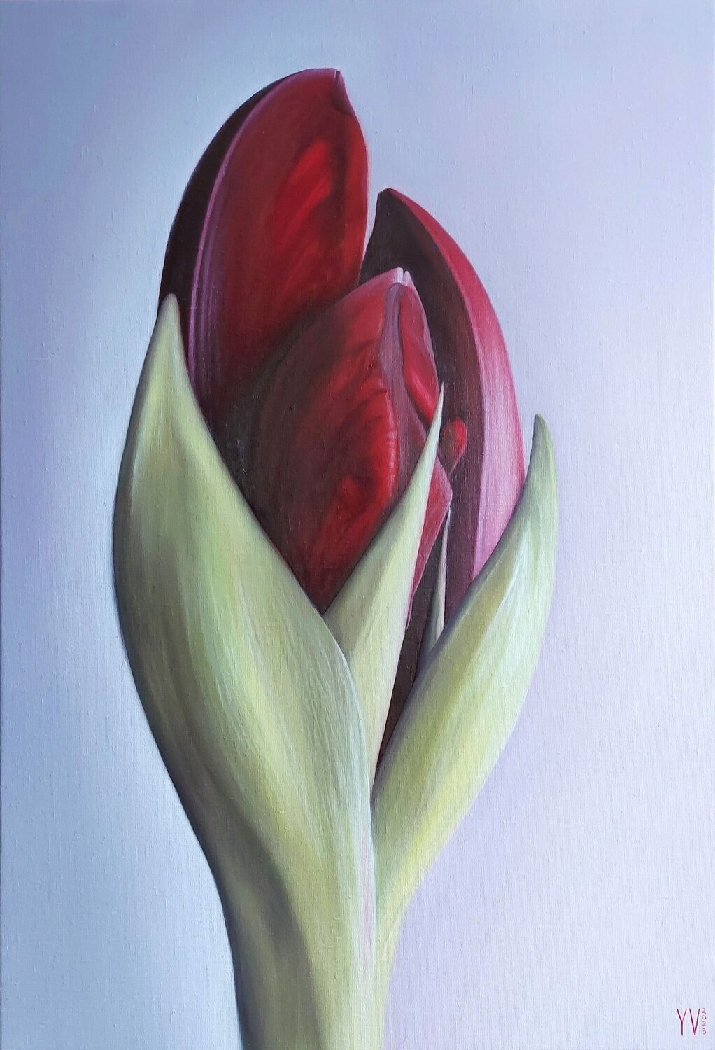 Amaryllis bud Yanina Voró