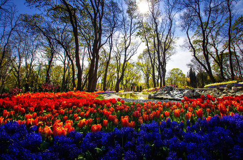 Vibrant Eden: A Tapestry of Tulips and Muscari in Spring by Merthan Kortan, Photography for Sale on Singulart