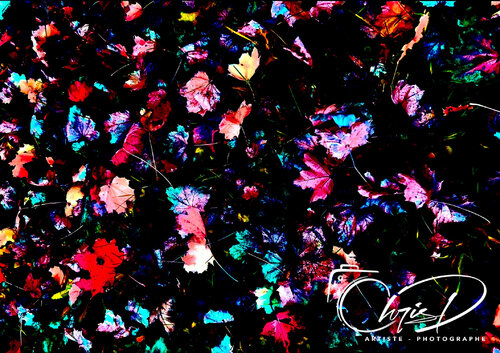 Autumn Leaves di Christelle Duval, Digitale in vendita su Singulart