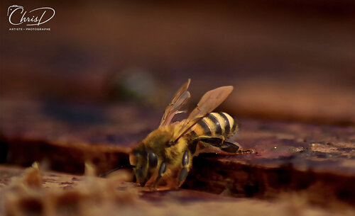 La Butineuse d'Or van Christelle Duval, Fotografie te koop op Singulart