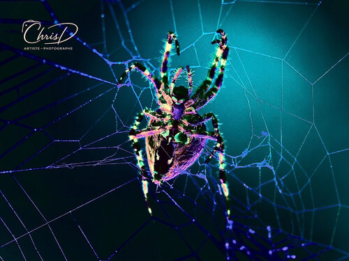 Arachnoïde Nocturna von Christelle Duval, Digital kaufen auf Singulart