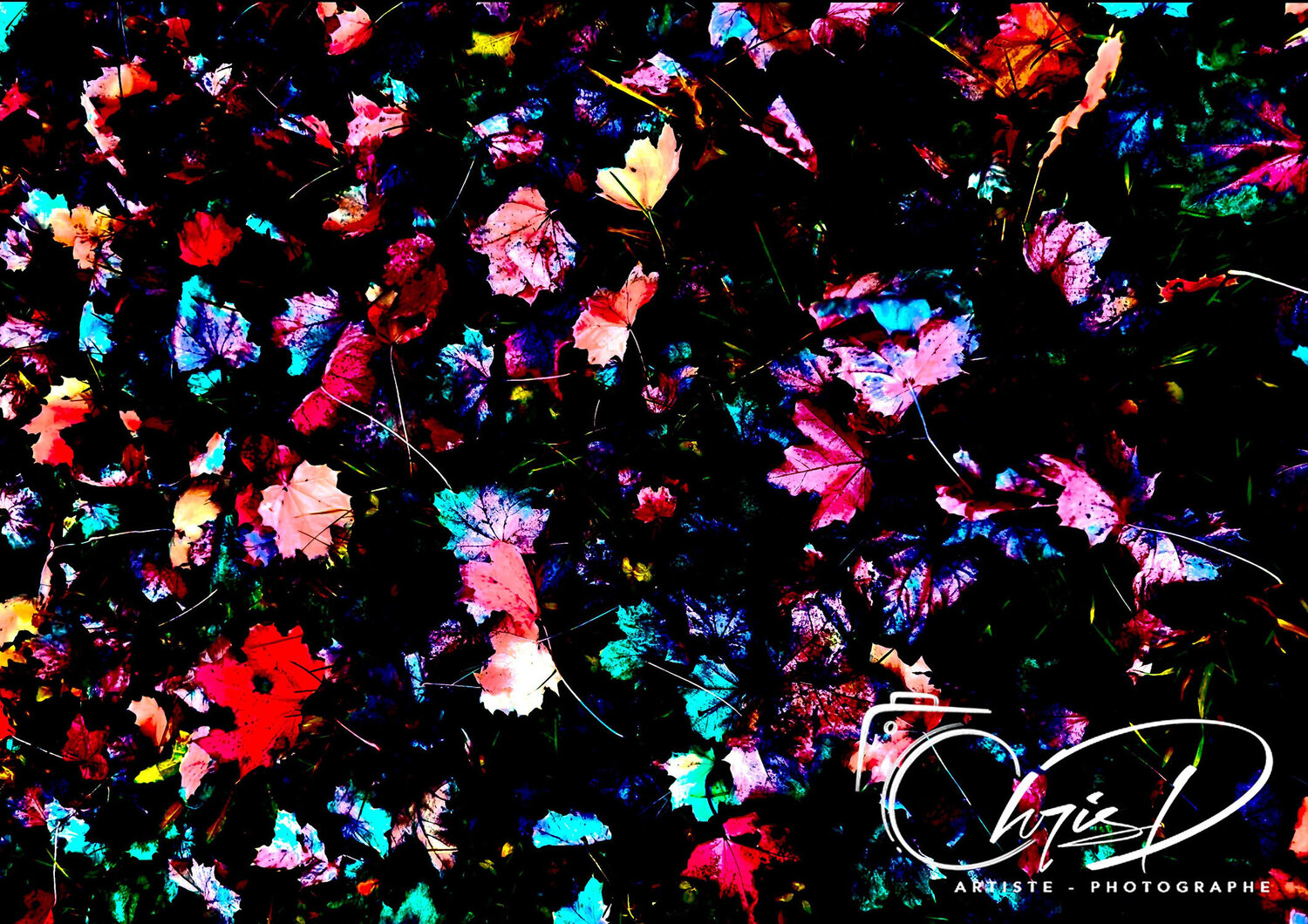 Autumn Leaves Christelle Duval